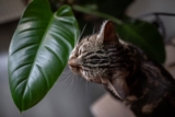 How to Create a Calmer Home Environment for Anxious Pets